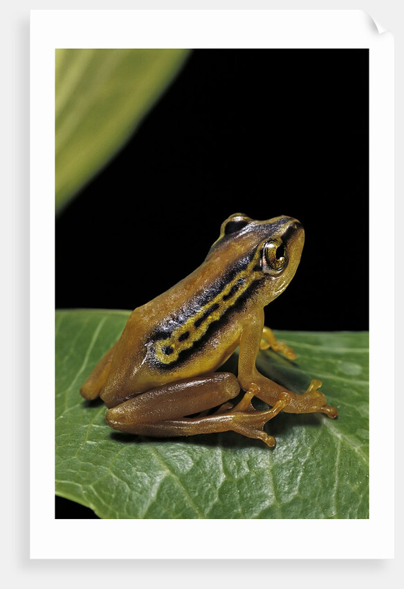 Hyperolius puncticulatus (spotted reed frog) by Anonymous