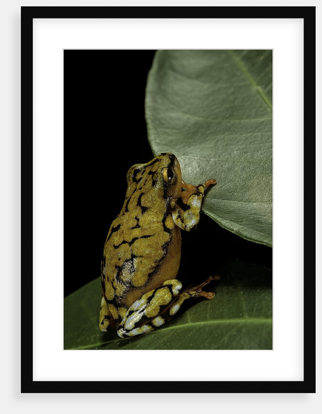 Hyperolius puncticulatus (spotted reed frog) by Anonymous