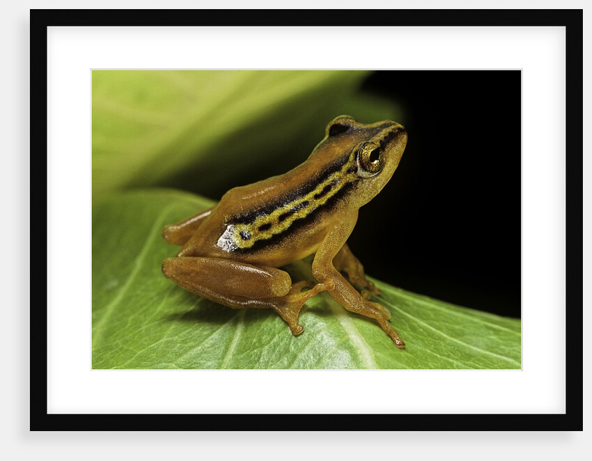 Hyperolius puncticulatus (spotted reed frog) by Anonymous