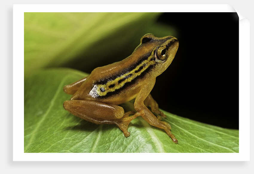 Hyperolius puncticulatus (spotted reed frog) by Anonymous