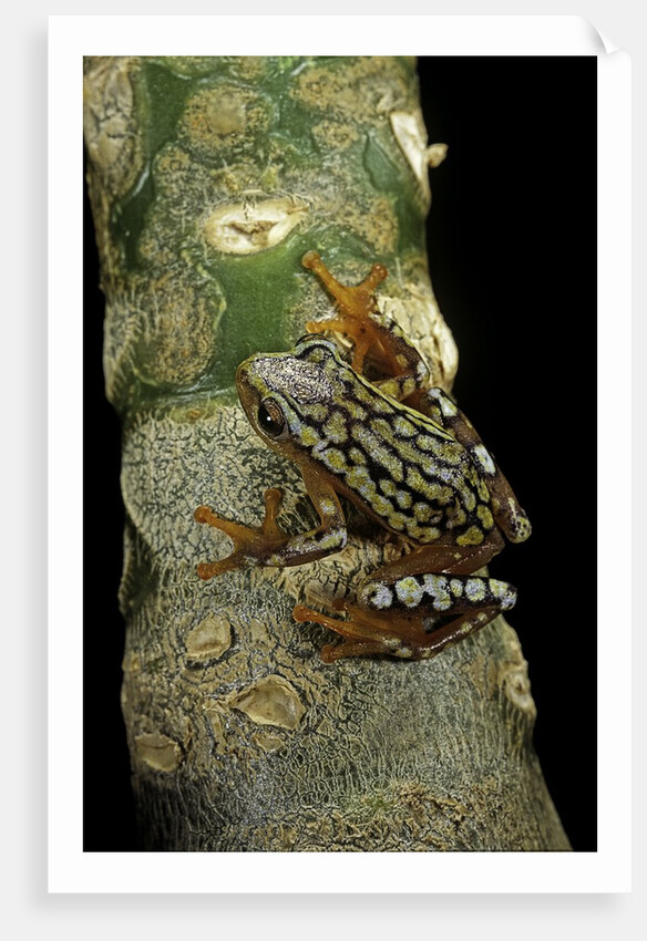 Hyperolius puncticulatus amani (spotted reed frog) by Anonymous