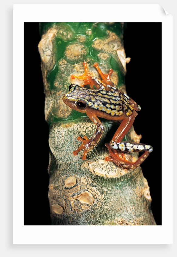 Hyperolius puncticulatus amani (spotted reed frog) by Anonymous