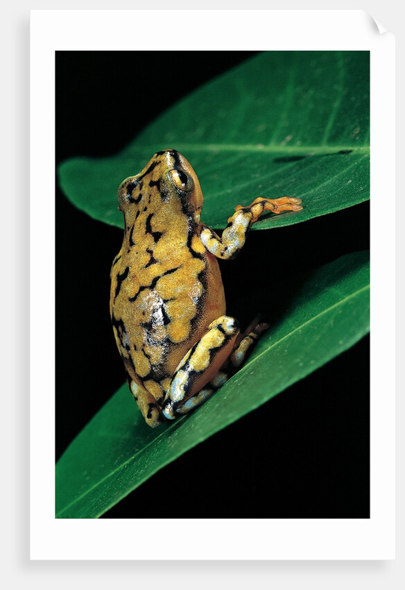 Hyperolius puncticulatus (spotted reed frog) by Anonymous