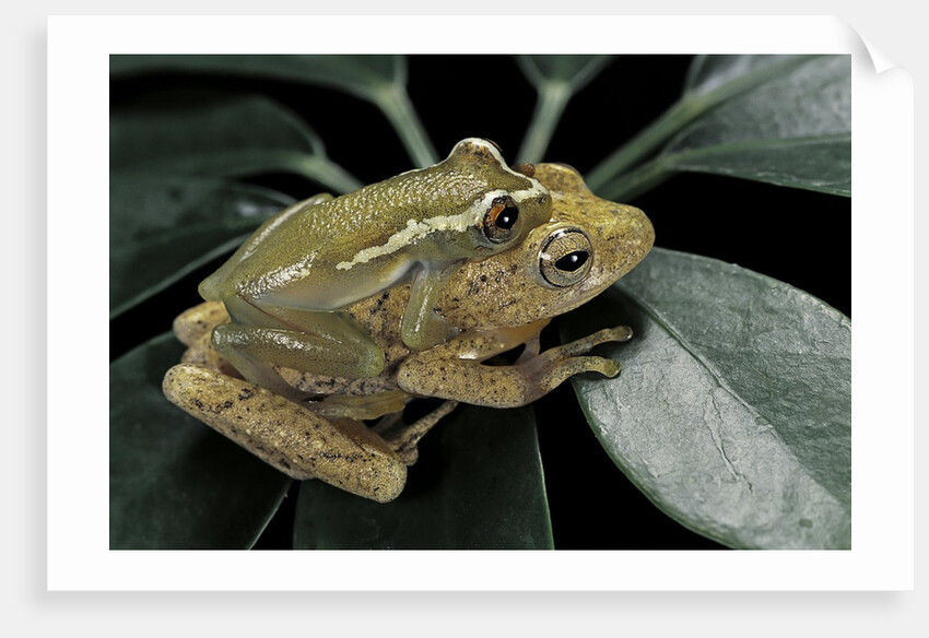 Hyperolius semidiscus (yellow-striped reed frog ) - mating by Anonymous
