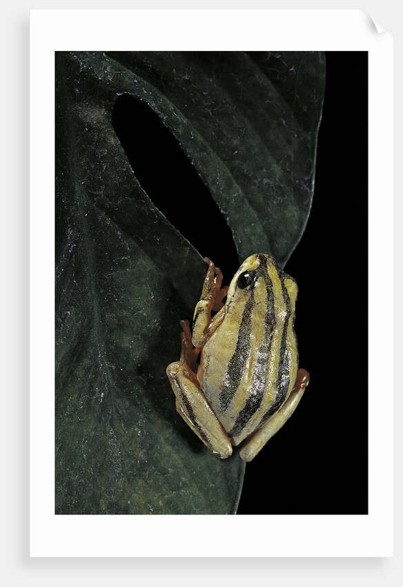 Hyperolius marmoratus taeniatus (marbled reed frog, painted reed frog) by Anonymous