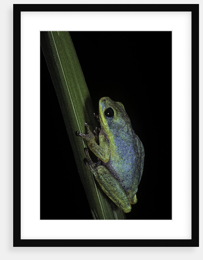 Hyperolius tuberilinguis (tinker reed frog) by Anonymous