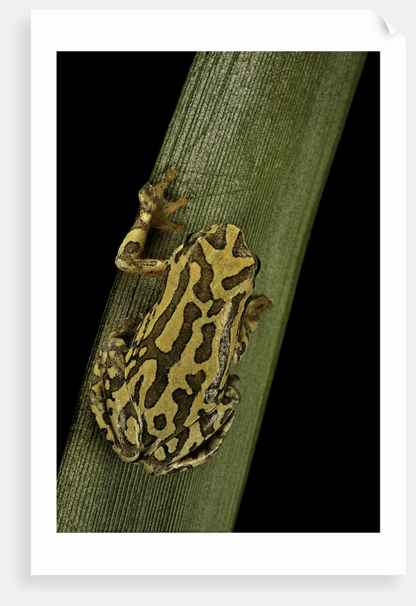 Hyperolius viridiflavus (common reed frog) by Anonymous