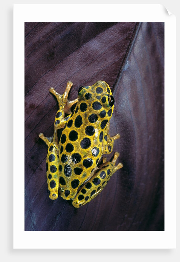 Hyperolius viridiflavus aposematicus by Anonymous