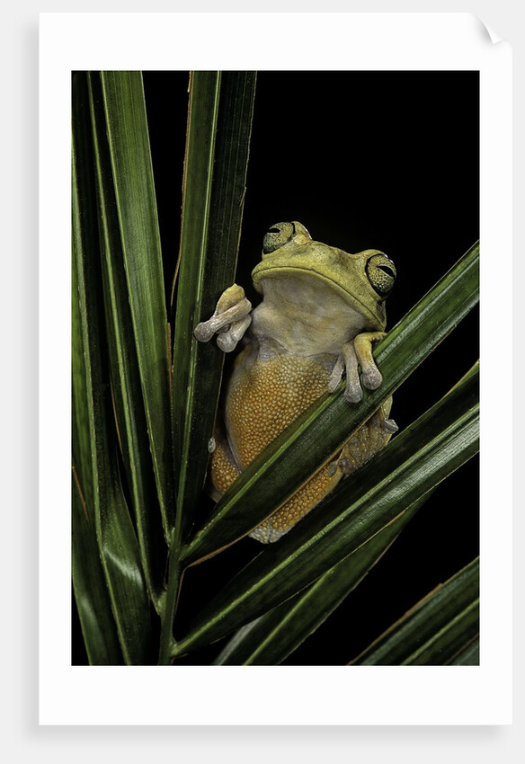 Hypsiboas heilprini (Los Bracitos treefrog) by Anonymous