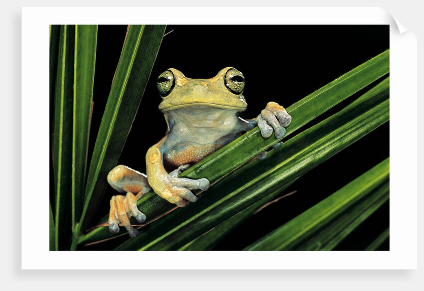 Hypsiboas heilprini (Los Bracitos treefrog) by Anonymous