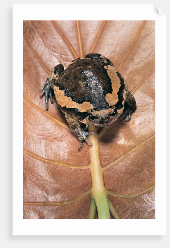Kaloula pulchra (banded bullfrog) by Anonymous