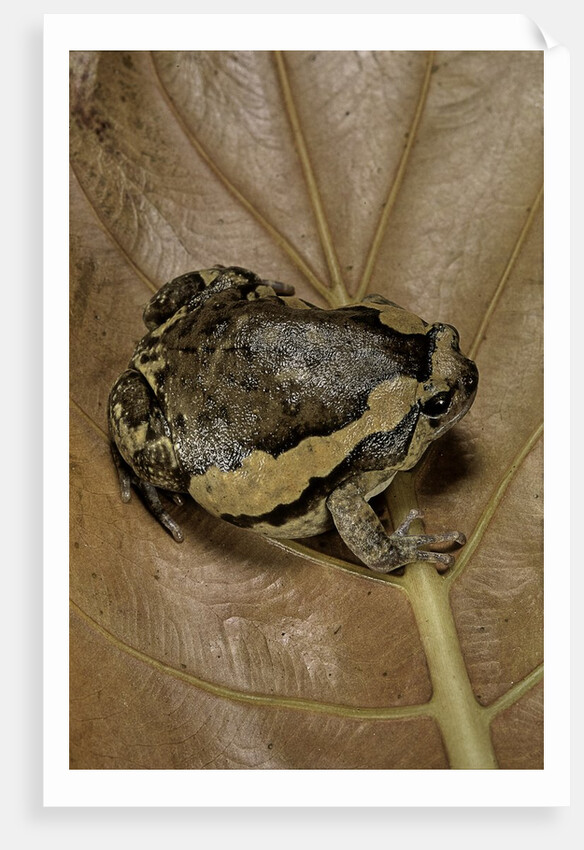 Kaloula pulchra (banded bullfrog) by Anonymous