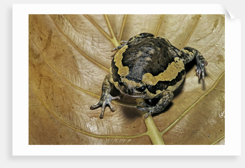 Kaloula pulchra (banded bullfrog) by Anonymous