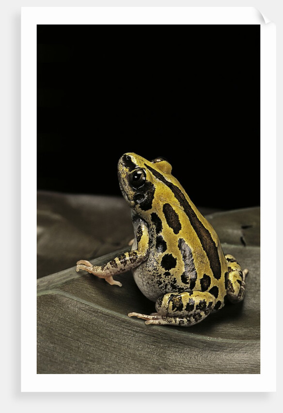 Kassina senegalensis (Senegal running frog) by Anonymous