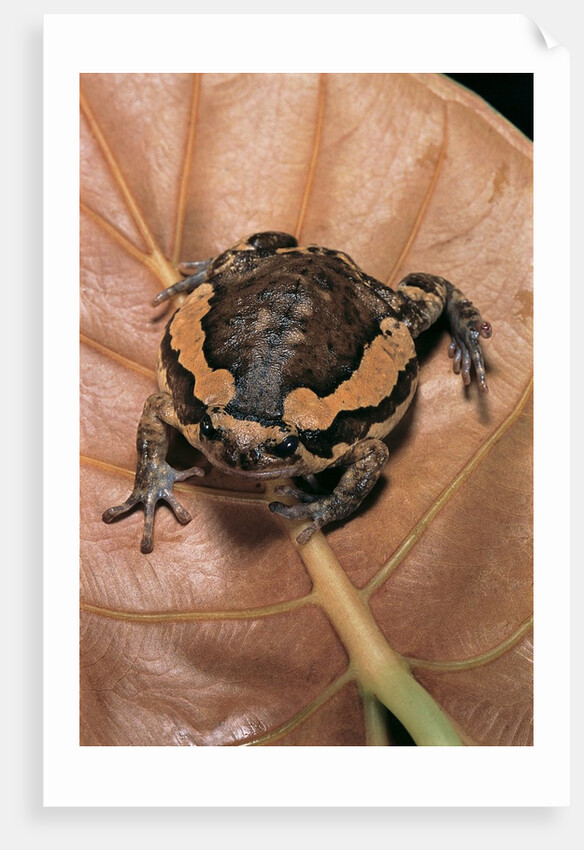 Kaloula pulchra (banded bullfrog) by Anonymous