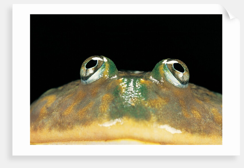 Lepidobatrachus laevis (budgett's frog, escuerzo de agua) by Anonymous