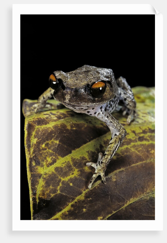 Leptobrachium hasseltii (Hasselt's toad, Tschudi's frog) by Anonymous