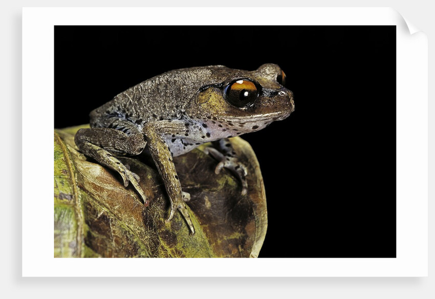 Leptobrachium hasseltii (Hasselt's toad, Tschudi's frog) by Anonymous