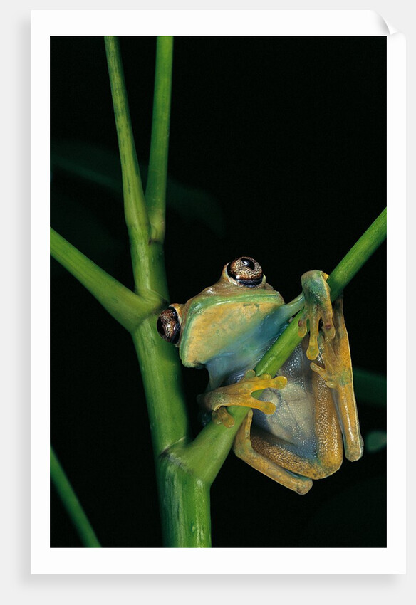 Leptopelis barbouri (Barbour's tree frog) by Anonymous