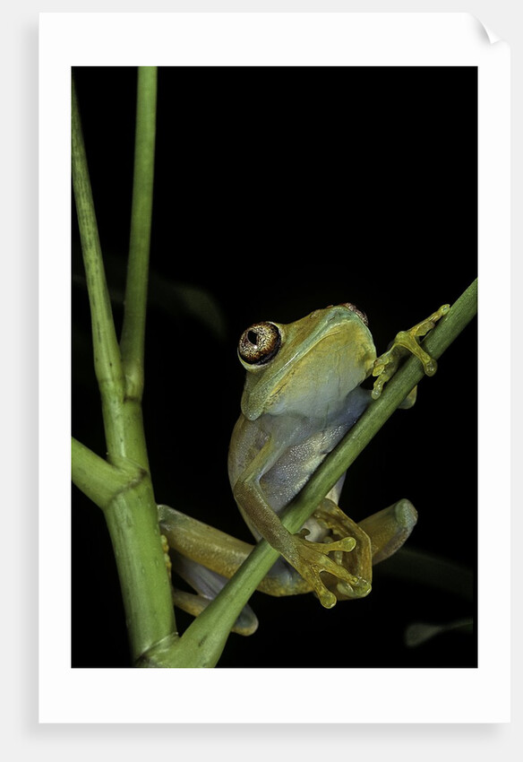 Leptopelis barbouri (Barbour's tree frog) by Anonymous