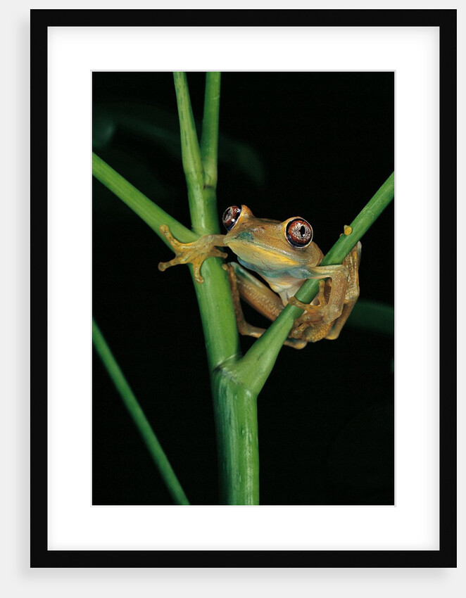 Leptopelis barbouri (Barbour's tree frog) by Anonymous