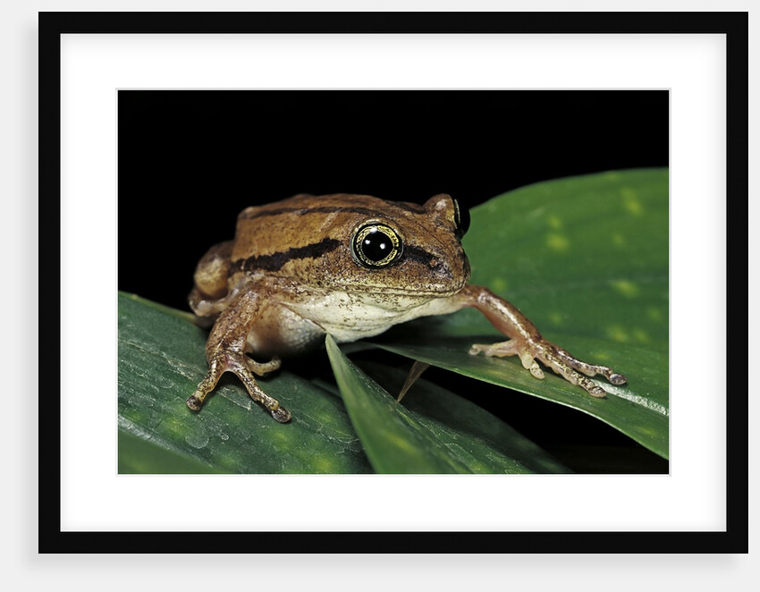 Leptopelis bocagii (Bocage's tree frog) by Anonymous