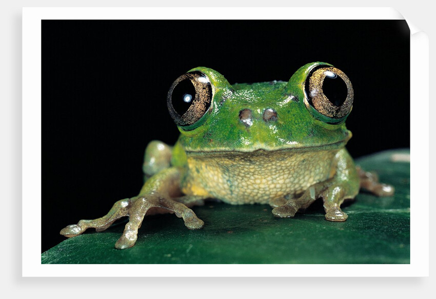 Leptopelis brevirostris (Cameroon forest treefrog) by Anonymous