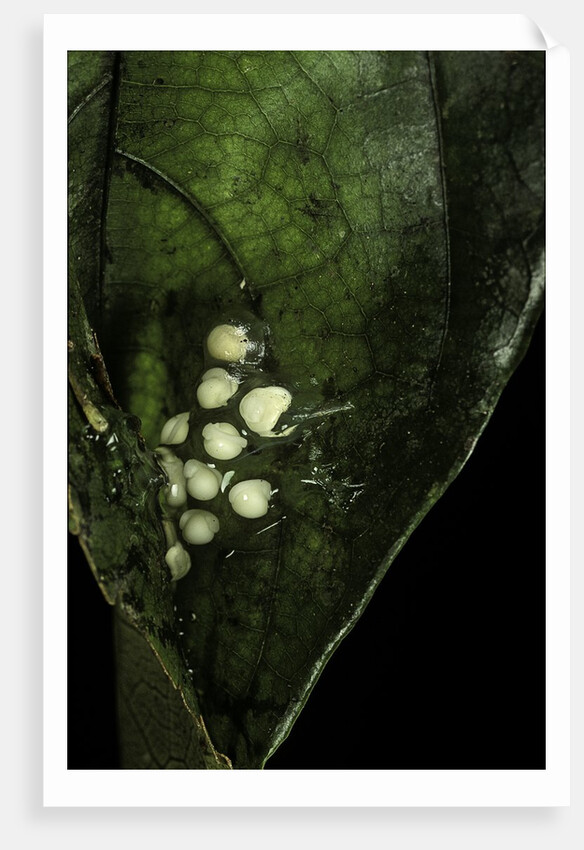 Leptopelis sp. (forest treefrog ) - eggs by Anonymous