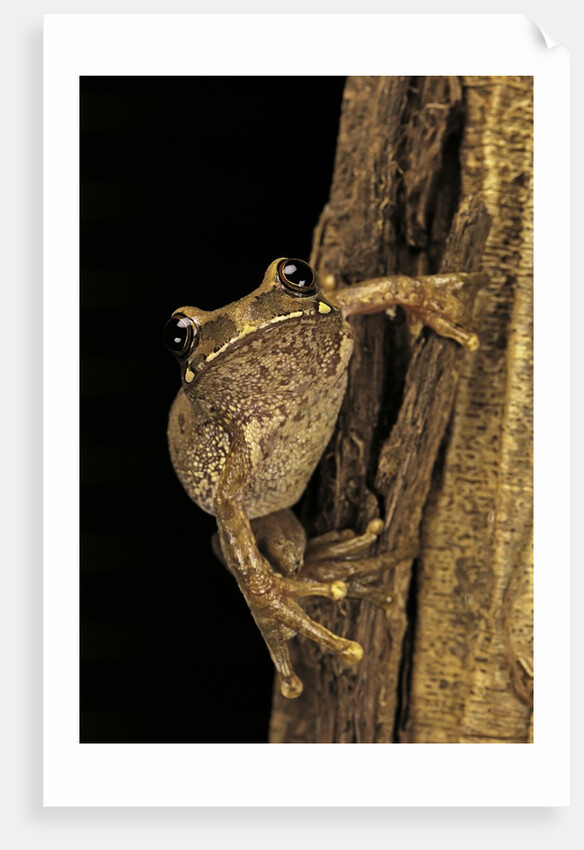 Leptopelis sp. (forest treefrog ) by Anonymous
