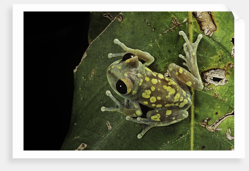 Leptopelis uluguruensis (Uluguru forest treefrog) by Anonymous