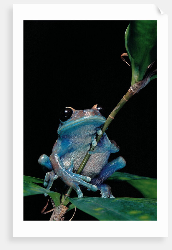 Leptopelis uluguruensis (Uluguru forest treefrog) by Corbis