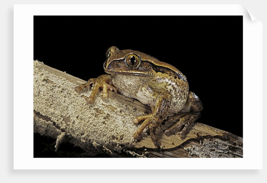 Leptopelis vermiculatus (Amani forest treefrog, big-eyed treefrog) by Anonymous