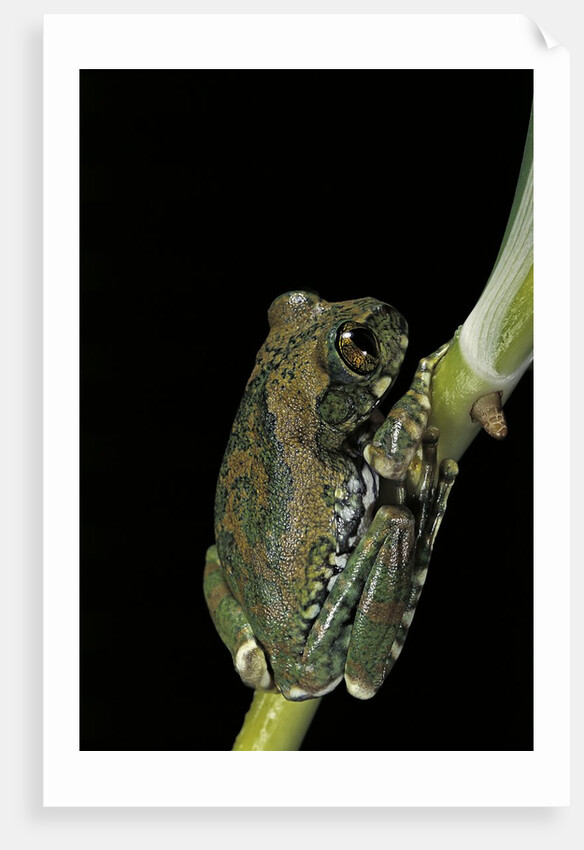 Leptopelis vermiculatus (Amani forest treefrog, big-eyed treefrog) by Anonymous