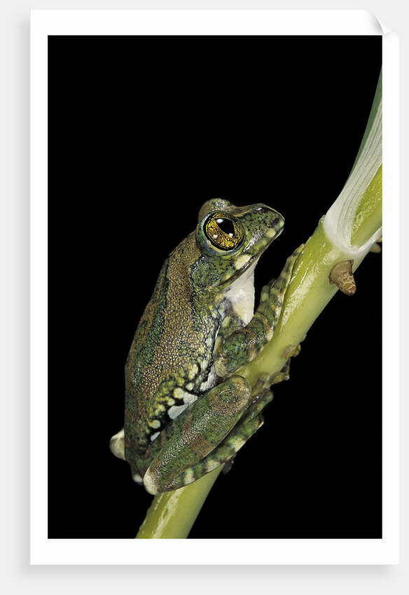Leptopelis vermiculatus (Amani forest treefrog, big-eyed treefrog) by Anonymous