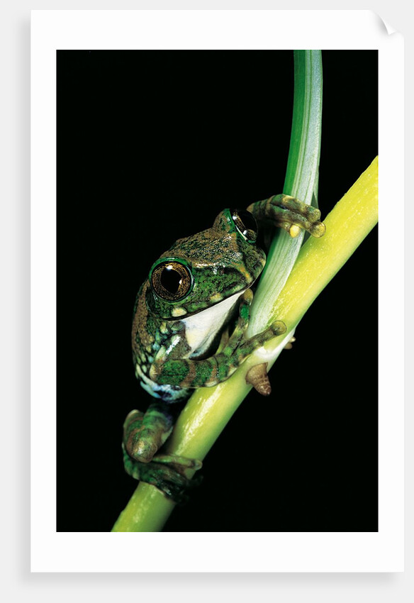 Leptopelis vermiculatus (Amani forest treefrog, big-eyed treefrog) by Anonymous