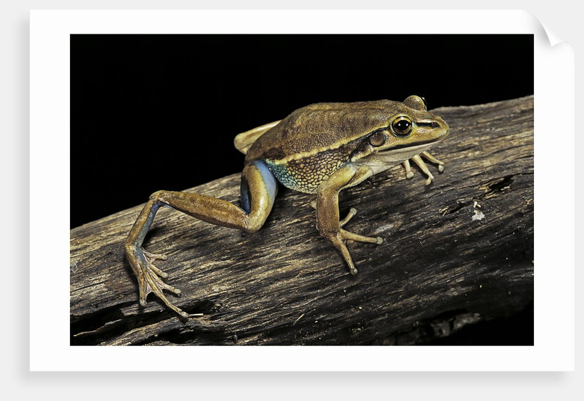 Litoria aurea (green and golden bell frog) by Anonymous