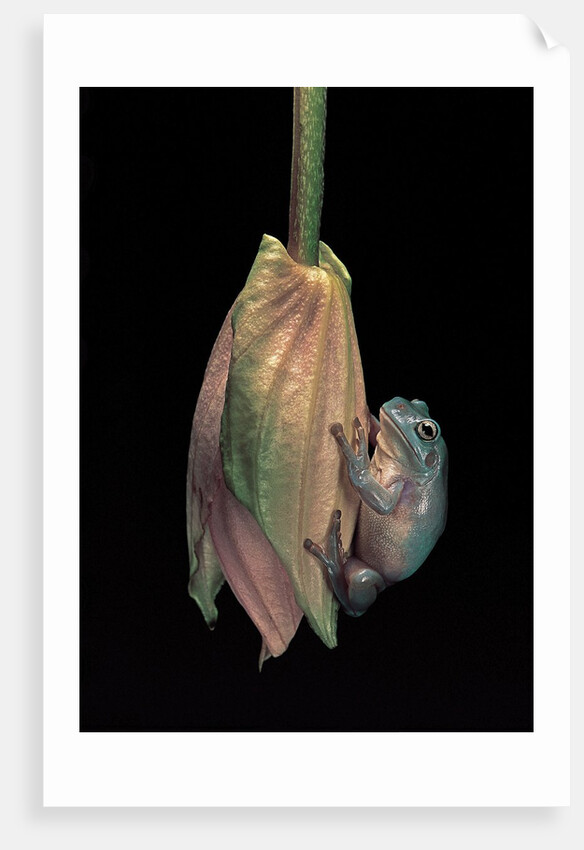 Litoria caerulea (dumpy treefrog) by Anonymous