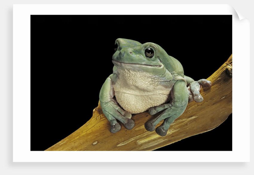 Litoria caerulea (dumpy treefrog) by Anonymous