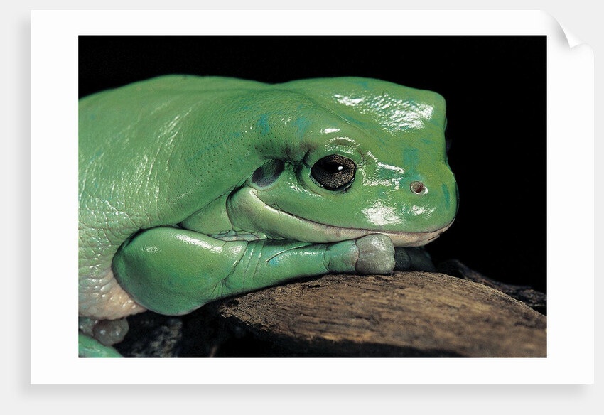 Litoria caerulea (dumpy treefrog) by Anonymous
