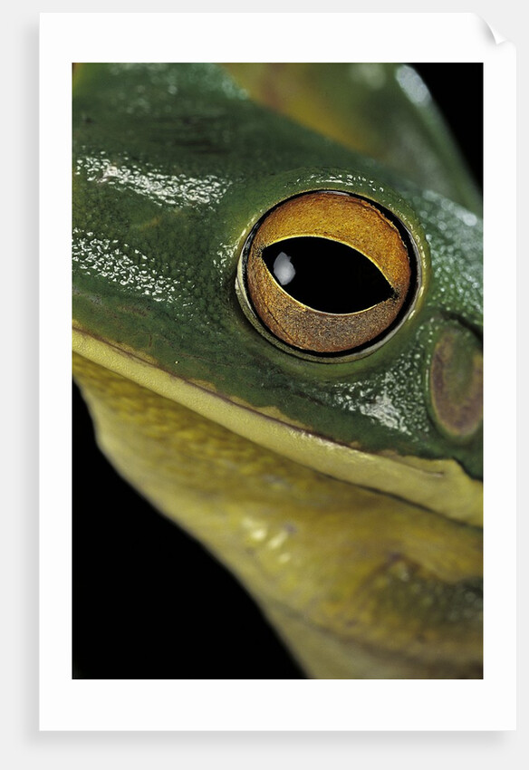 Litoria infrafrenata (white-lipped treefrog, giant treefrog) by Anonymous