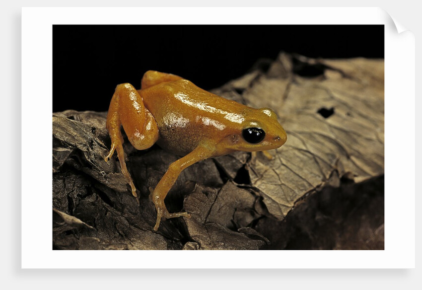 Mantella aurantiaca (golden mantella) by Anonymous