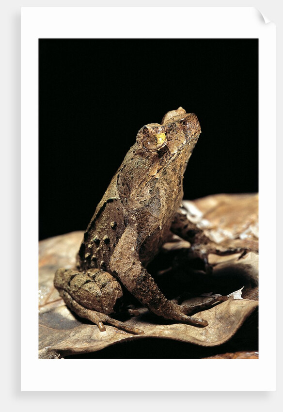 Megophrys longipes by Anonymous