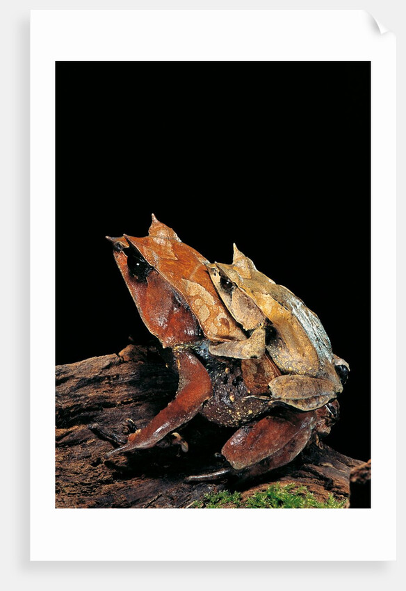 Megophrys nasuta (Malayan horned frog, long-nosed horned frog, Malayan leaf frog) - mating by Anonymous