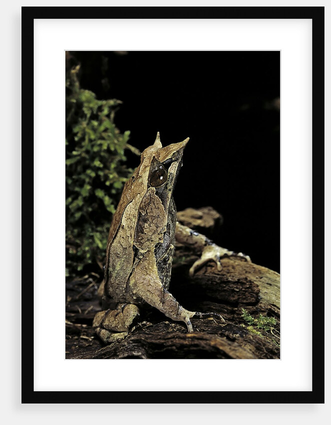 Megophrys nasuta (Malayan horned frog, long-nosed horned frog, Malayan leaf frog) by Anonymous