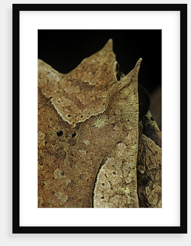 Megophrys nasuta (Malayan horned frog, long-nosed horned frog, Malayan leaf frog) by Anonymous