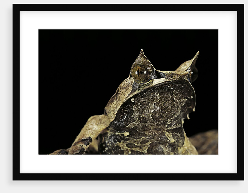 Megophrys nasuta (Malayan horned frog, long-nosed horned frog, Malayan leaf frog) by Anonymous
