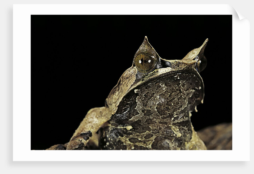 Megophrys nasuta (Malayan horned frog, long-nosed horned frog, Malayan leaf frog) by Corbis