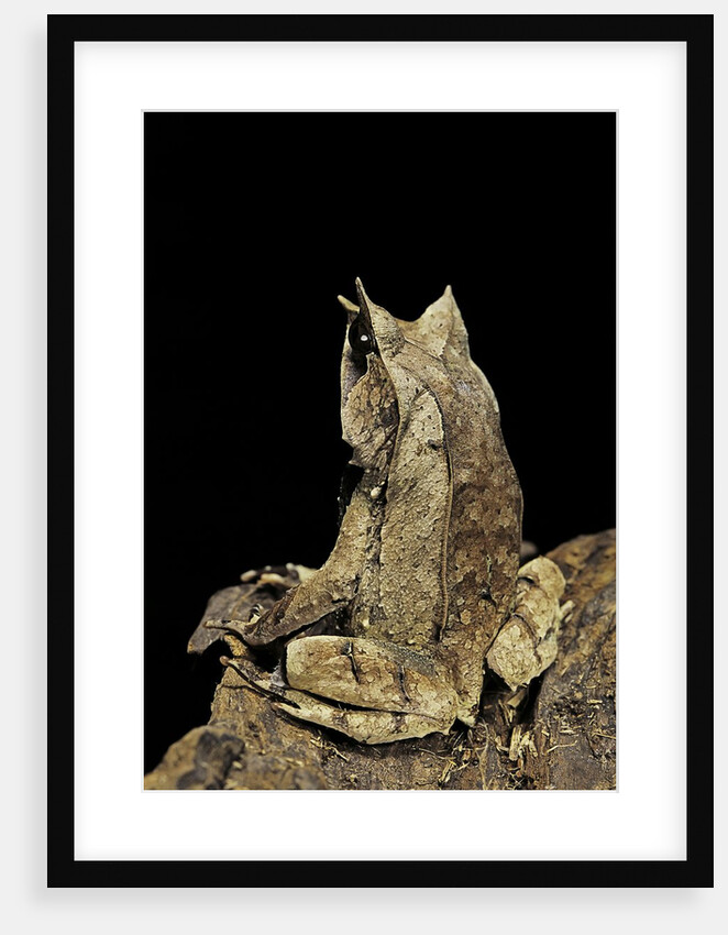 Megophrys nasuta (Malayan horned frog, long-nosed horned frog, Malayan leaf frog) by Anonymous