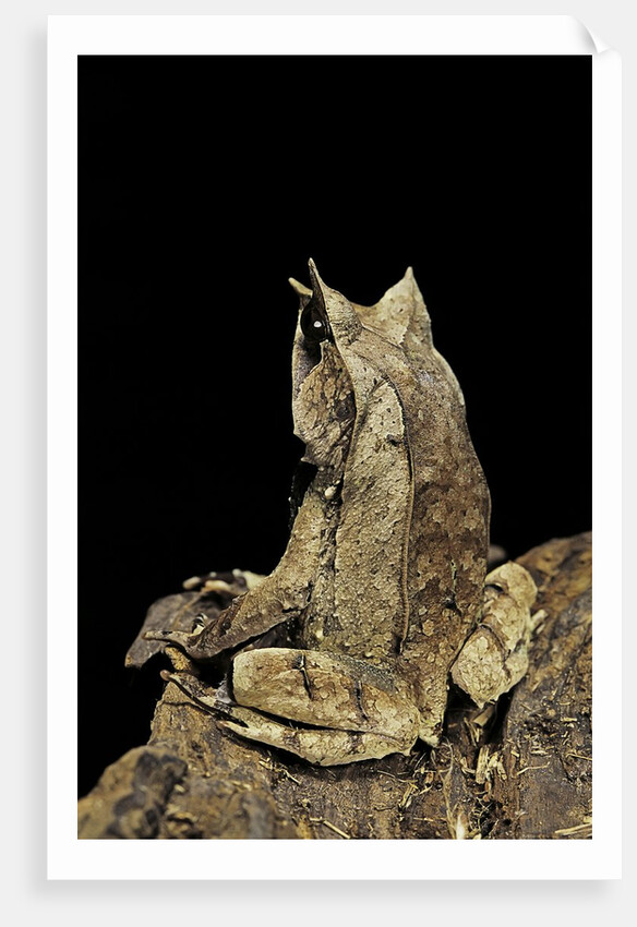 Megophrys nasuta (Malayan horned frog, long-nosed horned frog, Malayan leaf frog) by Anonymous