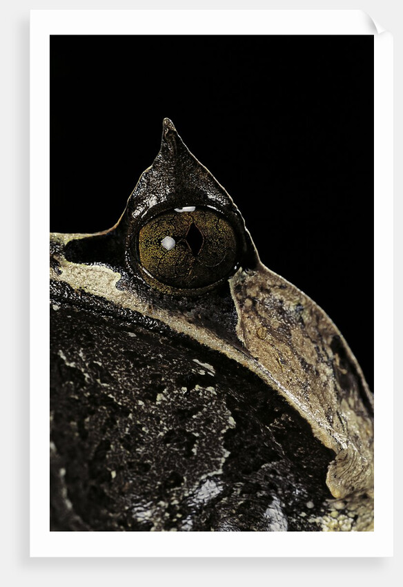 Megophrys nasuta (Malayan horned frog, long-nosed horned frog, Malayan leaf frog) by Anonymous